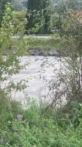 The video shows a river with murky water, framed by dense greenery. A road is visible in the background. The scene is filmed from behind foliage, partly obscuring the river's flow.