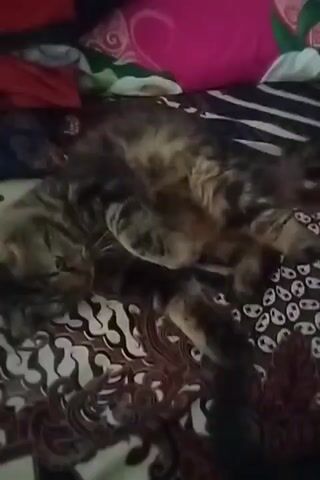 A fluffy cat is lying on its back on a bed covered with a patterned blanket. The cat has tabby markings and is looking towards the camera with wide eyes. The blanket has a dark brown and white paisley pattern. In the background, there are other blankets or pillows, one of which is bright pink. The lighting is dim.