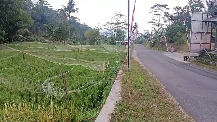 The video shows a rural scene with a rice field covered by nets on the left side of a paved road. The rice field appears to be lush green and is supported by bamboo stakes. The nets are white and semi-transparent, covering the crops to protect them from pests or birds. On the right side of the road, there is a small building or stall with colorful flags hanging from poles. The road extends into the distance, flanked by trees and vegetation. In the background, there are hills and more trees, suggesting a tropical or subtropical environment. The sky is overcast, indicating possibly early morning or late afternoon. The overall impression is of a peaceful, agricultural landscape.
