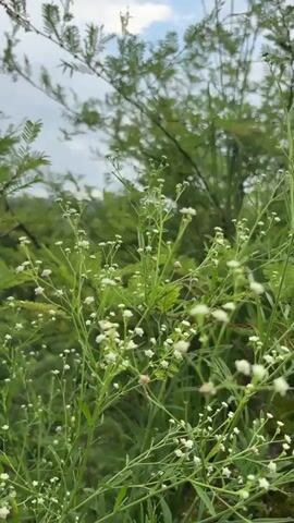 The video shows a close-up of delicate white wildflowers and green foliage against a backdrop of a cloudy sky and a distant landscape. The camera pans slowly, revealing more of the plants and the surrounding greenery. In the distance, a few buildings and trees can be seen, suggesting a rural or semi-rural setting. The overall impression is one of natural beauty and tranquility.