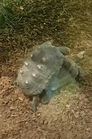 A close-up shot shows two tortoises on a substrate of wood chips and vegetation. The tortoise in the foreground is larger and has a darker shell with reddish-orange markings. Its shell is domed, and its head and legs are mostly retracted. The second tortoise is positioned behind and slightly above the first, appearing to be on top of it. Its shell is also dark and appears to be in contact with the first tortoise's shell. The tortoises' legs are visible, and they seem to be interlocked. The lighting suggests an indoor enclosure, possibly a terrarium. The scene is static, with no discernible movement from either animal.