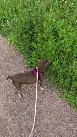 A small brown dog wearing a pink and black harness on a white leash is sniffing tall green grass on the side of a gravel path. The dog is facing to the right and looking into the grass. The grass is lush and green, with some smaller white flowers interspersed. The path is made of small grey and reddish gravel. The lighting suggests it is daytime.