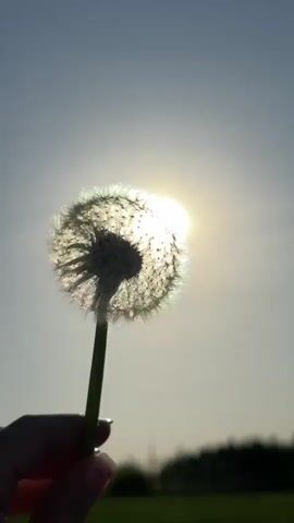 A hand holding a dandelion is the focus of the video. The dandelion is held up against the sun, creating a silhouette effect. The sun is bright and high in the sky. The background includes a grassy field and some trees in the distance. The hand is pale and has a pink nail polish on one of the nails. The stem of the dandelion is green. The dandelion is fully formed, with all its seeds intact. The camera is mostly static. There is some slight movement as the hand adjusts the position of the dandelion.