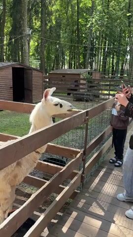 In a sun-dappled, outdoor enclosure surrounded by tall trees, a white llama with black markings around its eyes stands behind a wooden fence. The llama appears to be interacting with a child, who is standing on a wooden walkway to the right of the fence. The child, wearing a brown hooded sweatshirt and black pants, holds something in their hand, possibly food, and extends it towards the llama. The llama's head is slightly tilted, and its mouth is open, suggesting it might be taking a bite. In the background, there are wooden structures, possibly shelters for animals, and more fencing. The overall scene evokes a peaceful and engaging interaction between a child and an animal in what appears to be a farm or zoo setting. The time of day seems to be daytime, with bright sunlight filtering through the trees, indicating pleasant weather. No visible text is present in the media.