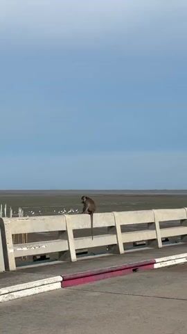 A monkey sits on a concrete barrier of a bridge. The monkey is looking to the right. In the background, there is a body of water and a clear blue sky. There are several birds standing on the barrier in front of the monkey. The bridge has a road made of asphalt in the foreground, with red and white markings.