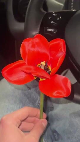 A hand holds a red tulip with a yellow and black center. The flower is held against the background of a car steering wheel and blue jeans. The hand rotates the flower slightly, showcasing the tulip's shape and color. The interior of the car is dimly lit.
