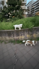 White dog walks concrete wall in Milan at dusk