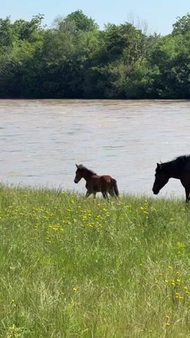 A video shows two horses by a river. The horses are a brown foal and a dark brown horse, possibly its mother. The foal is to the left, and the dark horse is to the right, walking away from the foal towards the viewer. They are in a field of green grass and yellow flowers. The river is wide and murky, with green trees lining the opposite bank. In the foreground, a bald man wearing sunglasses is visible from the back, looking towards the horses.