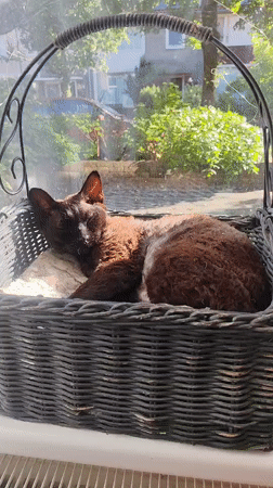 Morning domestic life captured in Hilversum garden and home