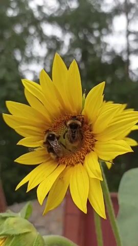 Two bumblebees are visible on a bright yellow sunflower. The bees are clustered together in the center of the flower, which has numerous petals radiating outwards. The background is softly blurred, showing green foliage and possibly trees, suggesting an outdoor environment. The image is a close-up shot, focusing on the interaction between the bees and the flower.
