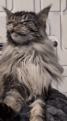 Maine Coon holds court in Izmail, Ukraine