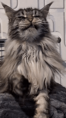 Maine Coon holds court in Izmail, Ukraine