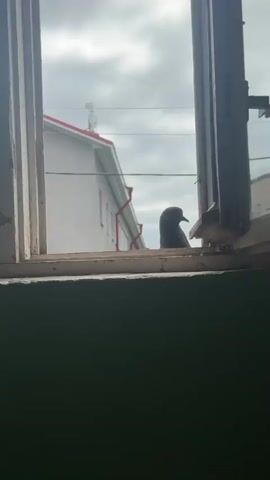 A pigeon is perched on a windowsill. It turns its head and then takes flight, its wings unfurling. The pigeon flies away from the window. The background shows a cloudy sky and residential buildings.