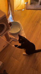 Black and white cat plays with strings and scratching posts at home