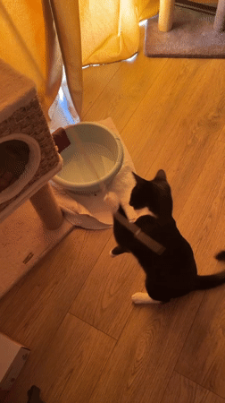 Black and white cat plays with strings and scratching posts at home