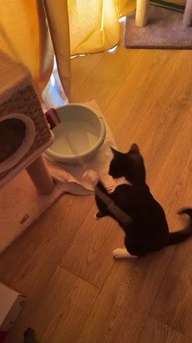 A black and white cat is playing with a white rope. The cat is on a wooden floor. To the left of the cat is a cat tree. In front of the cat is a light blue plastic bowl filled with water. The cat is batting at the rope with its paw. The rope is attached to the cat tree. The cat is facing away from the camera. The scene is lit by warm artificial light. There are yellow curtains in the background.