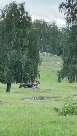 The video shows a horse-drawn cart with three people riding in it moving across a grassy field. The cart is being pulled by a brown horse. Two of the people appear to be wearing red and blue shirts, and a third person is also visible. The cart is moving towards the right of the frame. The environment consists of a lush green field with scattered trees, including two prominent birch trees on either side of the frame, and a wooded hillside in the background. The sky is overcast. The scene appears to be rural or pastoral.
