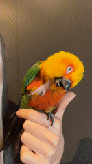 Colorful Sun Conure parrot up close in Khimki