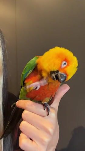 Colorful Sun Conure parrot up close in Khimki