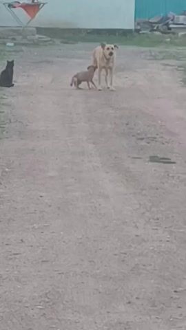 The image captures an outdoor scene in Қараөткел, Kazakhstan. A large, light-colored dog stands on a dirt path, facing forward. To its left and slightly ahead, a small, tan puppy walks alongside it. To the left of the frame, a black cat sits looking towards the dogs. In the background, a clothes drying rack with laundry is visible, along with a light-colored building and a turquoise structure. The ground is a mix of dirt and gravel. The lighting suggests it is daytime, likely late afternoon or early evening, with overcast or diffused light. The overall atmosphere appears calm and everyday, depicting a common sight in a rural or semi-rural setting. No text is visible in the image.