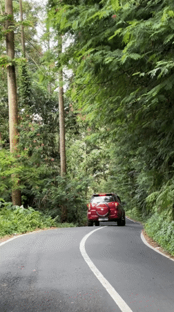 Red car travels tree-lined curved road in Tegallalang