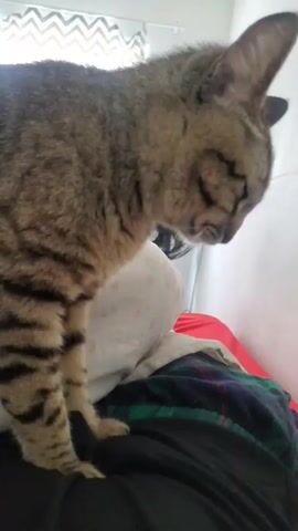 A tabby cat with brown and dark striped fur is prominently featured in a close-up, standing on what appears to be a person's lap or a bed. The cat is positioned on a dark fabric, possibly clothing, with a white pillow and a plaid blanket (green, red, and black) visible beneath it. The cat is looking downwards and to its right, with its eyes partially closed or focused intently on something below. Its whiskers are visible.

The setting appears to be an indoor room, likely a bedroom, during daytime, indicated by bright natural light coming from a window on the left side of the frame. A white wall and a white object, possibly a standing fan, are in the background behind the cat. A white curtain with a zig-zag pattern can be seen covering part of the window. The cat remains relatively still throughout the short clip, exhibiting a calm demeanor. No text is visible in the video.