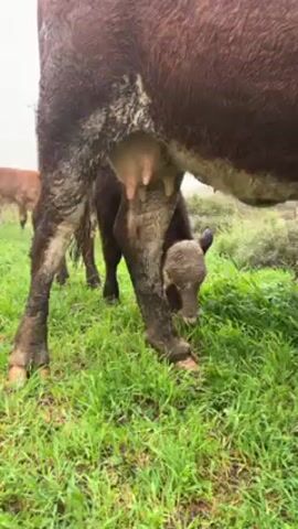 A close-up, shaky video shows a cow grazing in a grassy field. The cow is a dark brown and white color and is covered in mud. There is a calf standing behind the cow, also grazing. In the background, there is another cow and some hay. The grass is green and wet, and the sky is overcast. The camera moves slightly as the cow moves.