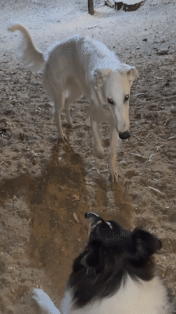 Dogs play in Ramat Gan park area during evening hours