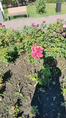 The video shows a close-up view of a cluster of vibrant pink roses in a garden. The roses are in full bloom and are surrounded by green foliage. Sunlight casts shadows on the flowers and the ground. In the background, a park bench and some grass are visible. The camera slowly pans across the roses, highlighting their beauty and detail.