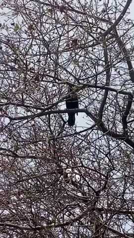 A bird is perched on a tree branch. The tree has no leaves. The sky is overcast.