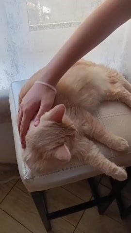 In this short video, a person's hand gently pets a fluffy, ginger cat that is lying down on a white upholstered stool. The cat appears relaxed and comfortable as it receives the attention. The background features a sheer white curtain, suggesting natural light filtering in, possibly indicating daytime. The setting appears to be indoors, with a hint of tiled flooring visible at the bottom of the frame. The overall mood conveyed is one of tranquility and affection between the person and the pet. No visible text is present in the media.