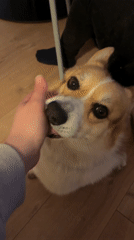 Corgi spotted on gravel in Gangloff, Germany