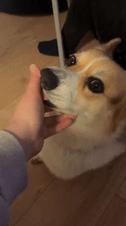 Corgi spotted on gravel in Gangloff, Germany