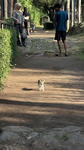 This vertical video captures a kitten walking down a dirt path in a park-like setting, possibly Tempurejo, Indonesia. The kitten, the primary subject, is small and appears to be a tabby, walking towards the camera.

In the background, several people are present. On the left, two women are standing near a hedge. One is wearing a grey hijab and a grey sweater, looking towards the kitten with an open-mouthed expression that could suggest surprise or delight. The other woman is wearing a black hijab and appears to be looking in the same direction. Further down the path, a child is visible, and another adult is taking a photo of the kitten with a mobile phone.

The scene suggests a bright, sunny day with shadows cast on the path, indicating it might be late morning or early afternoon. The environment is lush with green hedges and trees, suggesting an outdoor recreational area. The path is made of dirt and gravel, with some rocks visible in the foreground. The overall mood appears to be relaxed and pleasant, with the people observing and capturing the moment with the kitten. No visible text is present in the video.