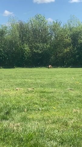 The video shows a dog running toward the camera across a grassy field. The dog is a reddish-brown color. Behind the field is a line of trees. The sky is blue with some white clouds. The dog is the main focus of the shot and is moving quickly. The field has some small clumps of dirt and yellow flowers.