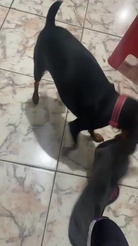 A miniature pinscher dog plays tug-of-war with a dark gray blanket with a pink lining. The dog is black with brown markings on its legs and chest and wears a red collar. The dog is on a tiled floor with a marble pattern. A red plastic stool is visible in the upper right corner of the frame. A person's foot wearing a black shoe with a white sole is visible in the lower right corner of the frame, holding the other end of the blanket. The video is captured from a high angle looking down at the scene.