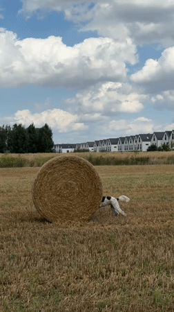 Dog on a leash walks past hay bale in Polish countryside