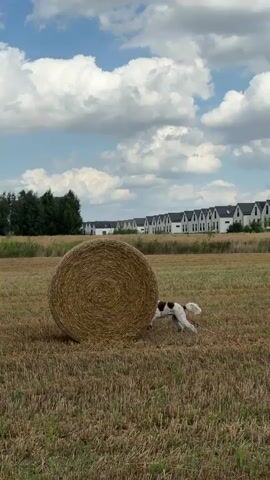 A brown and white dog on a pink leash walks in a field of dry grass and stubble next to a large, round bale of hay. In the background, a line of identical white houses with dark roofs stretches across the horizon, bordered by a dense row of green trees. The sky above is blue with fluffy white clouds. The dog is in the foreground and moves slightly from left to right.