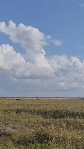 The video shows a wide shot of a grassy field under a blue sky with fluffy white clouds. A body of water is visible in the distance. A dark-colored vehicle, possibly an SUV or truck, is driving across the field. A lone tree stands in the middle ground. The grass appears dry and yellow, suggesting a warm climate or season. The clouds are large and prominent, indicating a partly cloudy day.