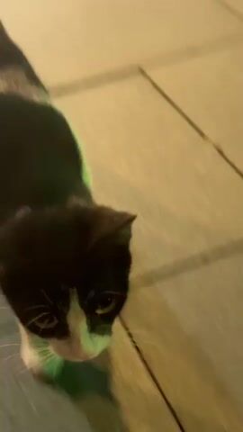 A black and white cat walks across a textured surface, possibly carpet or pavement. The cat's head is lowered and it is sniffing the ground. The scene is dimly lit with green and blue lights casting shadows. The video is from a close-up perspective, focused on the cat.