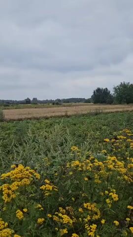 The video shows a landscape with yellow flowers and green plants in the foreground. In the background, there are fields and some buildings. The sky is cloudy. The camera pans slowly across the scene. The buildings in the background appear to be old and made of brick. There is a tower-like structure visible as well. The overall impression is one of a rural or historical site.