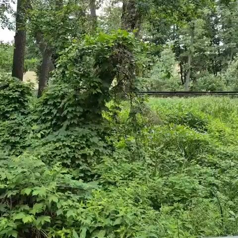 The video shows a dense, overgrown area with lush green foliage and trees. There are large plants and vines covering most of the scene. In the background, there appears to be a railway track and some distant trees and possibly structures. The lighting suggests it is daytime, but the sky is overcast, creating a diffused light. The camera pans slightly to the right throughout the short clip, offering a slow, steady view of the verdant environment. There are no people or animals visible in the frame. The focus is on the natural, untamed growth of the vegetation.