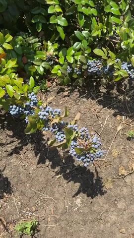 The video is a close-up shot of a plant with clusters of small, blue-purple berries. The berries are round and appear to be growing on thin stems. The plant has green, leathery leaves with pointed edges. The ground around the plant is dry, brown soil with some scattered dry leaves and grass. Sunlight is casting shadows on the ground, indicating it is daytime. The camera pans slightly, focusing on different clusters of berries and leaves. There are no people or animals visible in the video.