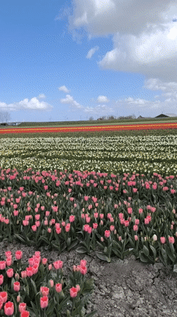 Colorful tulip fields bloom in Winkel, Netherlands