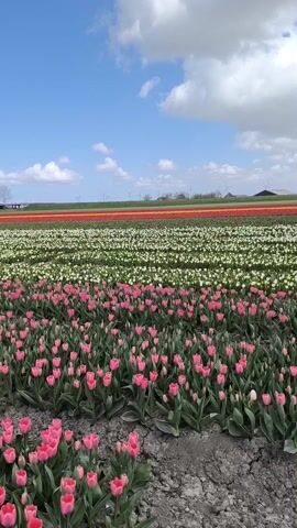 The video shows a field of colorful tulips under a blue sky with scattered white clouds. The tulips are arranged in rows of different colors, with pink tulips in the foreground, followed by white tulips, and then red and other colored tulips in the background. A line of bare trees stands at the edge of the field. The soil between the rows of tulips appears dark and dry. Windmills are visible in the far distance. The camera pans across the field, emphasizing the vastness and arrangement of the tulips.