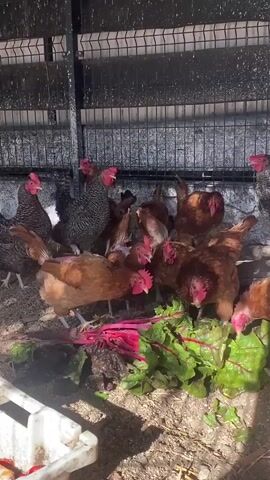 A flock of chickens are gathered around a pile of beet greens and roots on the ground. The chickens are pecking at the greens. The chickens are a mix of brown, black, and white. They are in an enclosure with a metal fence in the background. The ground is covered in dirt and some straw.