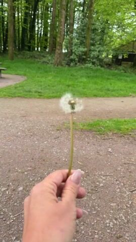 The video shows a hand holding a dandelion seed head against a backdrop of a forest scene. The hand has fair skin and polished nails. A gravel path runs in front of a grassy area with a picnic table and tree trunks visible in the distance. A small building is partially visible in the background. The hand blows on the dandelion, scattering its seeds into the air.