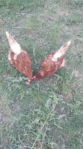 The video shows two chickens in a grassy area. They are brown and white, and are pecking at the ground. The grass is green and interspersed with other small plants. The camera is positioned directly above the chickens, providing a bird's-eye view. The chickens are foraging in the grass, likely searching for food. The scene is simple and natural, showing the chickens engaged in their normal behavior.