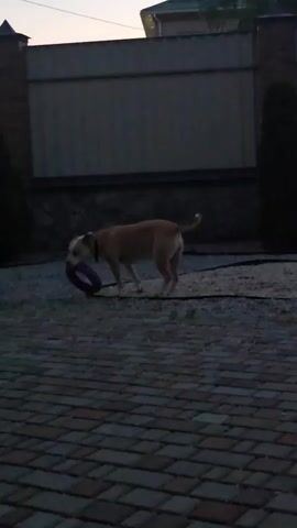 A tan pit bull dog walks across a brick patio carrying a purple ring toy in its mouth. The dog is positioned in the center of the frame, facing left. The background features a wooden fence, a brick pillar, and some greenery. The scene appears to be a backyard or outdoor area. The lighting suggests it is either early morning or late evening, possibly dusk, due to the dim light and soft shadows. No text is visible in the media file. The overall mood is peaceful and casual, depicting a dog enjoying its toy outdoors. The location is identified as Reshetylivka, Ukraine.