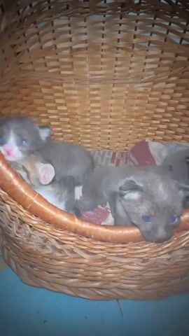 The video shows a wicker basket filled with four very young kittens. The kittens are grey and white with blue eyes, and they appear to be only a few weeks old. They are nestled together in the basket, some of them sleeping, while others are awake and looking around. One kitten is particularly active, with its tongue sticking out. The basket is lined with a patterned fabric. The scene appears to be indoors, with the lighting suggesting it could be daytime or artificial light at night. The overall impression is one of a cozy and peaceful moment with these young animals. There is no visible text in the video. The location context of Ravna Gora, Bulgaria, doesn't provide specific visual cues within the frame, but it sets the geographical context.